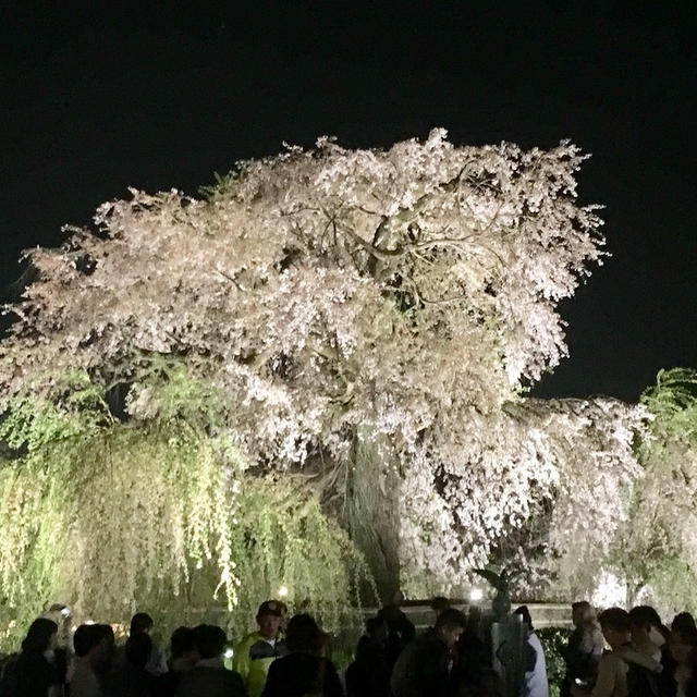 2022 京都白川 ＆ 円山公園 桜 開花 情報(笑)！