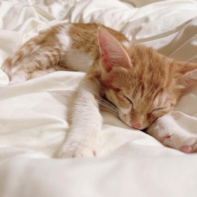 保護猫ちゃんが我が家にやって来ました