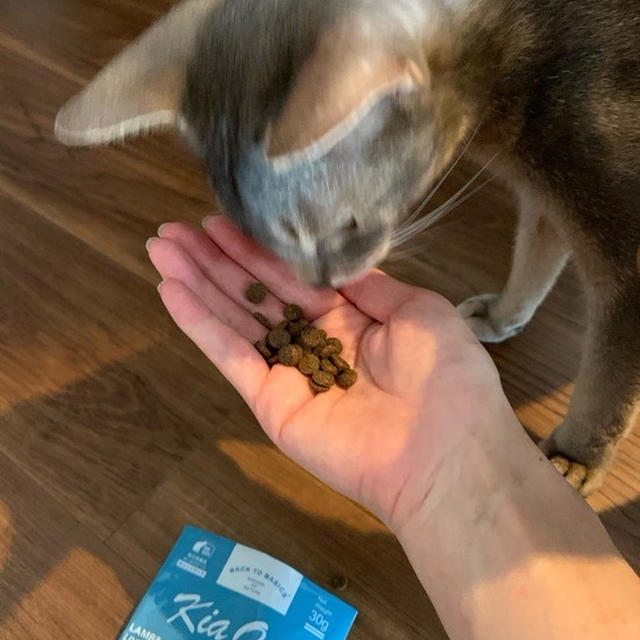 ねこたちのフードに迷走中…