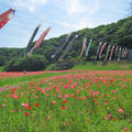 最近のこと【5月上旬～6月上旬】くりはま花の国、横須賀しょうぶ園、天神島、こびと捕獲作戦、お薦めレシピ