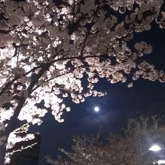 さくらモヒート☆