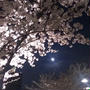 さくらモヒート☆