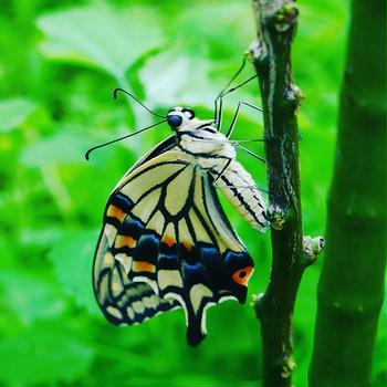【Instagram】羽化したての蝶ってこんなにも美しいんだな#アゲハ #羽化 #アゲハ蝶 #swallowtail #butterfly
