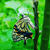 【Instagram】羽化したての蝶ってこんなにも美しいんだな#アゲハ #羽化 #アゲハ蝶 #swallowtail #butterfly