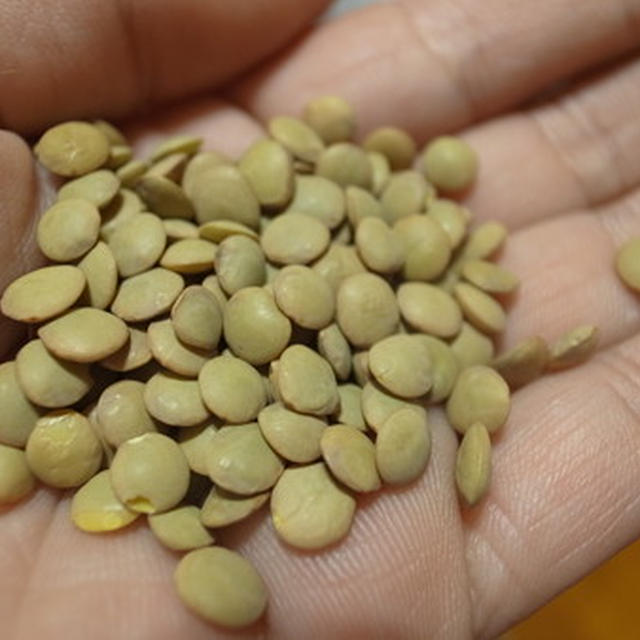レンズ豆（ヒラ豆）栽培☆種の入手方法と育て方 