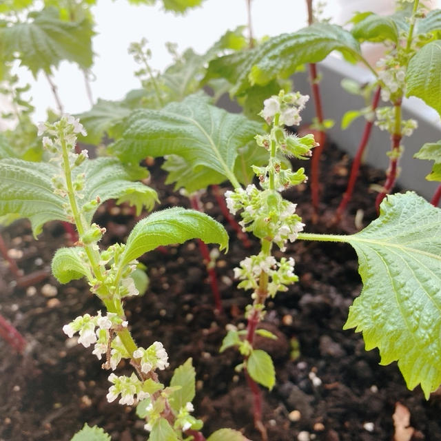 紫蘇の花でわかる秋のはじまり