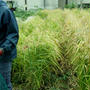陸稲の稲刈り作業