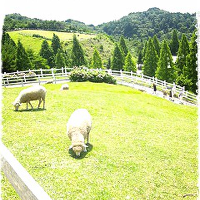 六甲山牧場☆