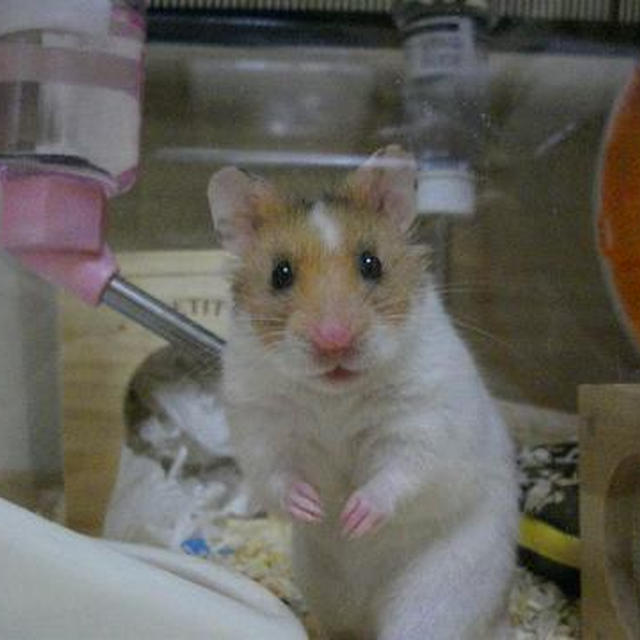 呼んだ？