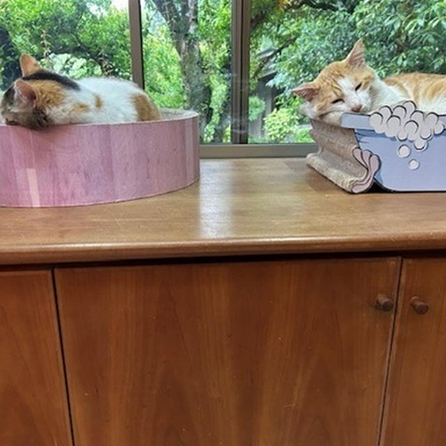 いやぁ。びっくりするわぁ。
