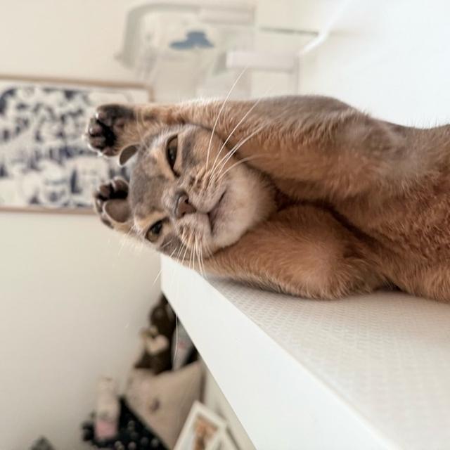 朝のお手入れを丁寧にする、かっこいいわか坊
