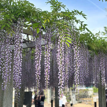 滋賀　藤の花ツーリング
