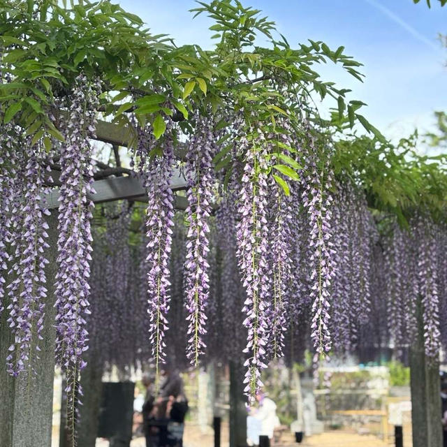 滋賀　藤の花ツーリング