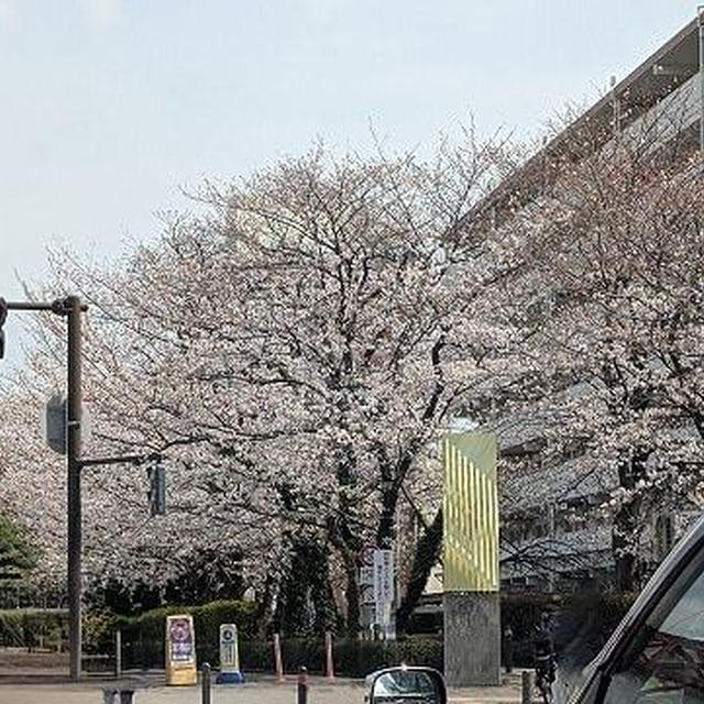 満開にはほんのちょっと足りない？