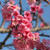 桜便りも最終便♪