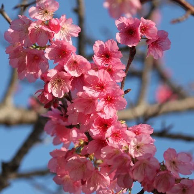 桜便りも最終便♪