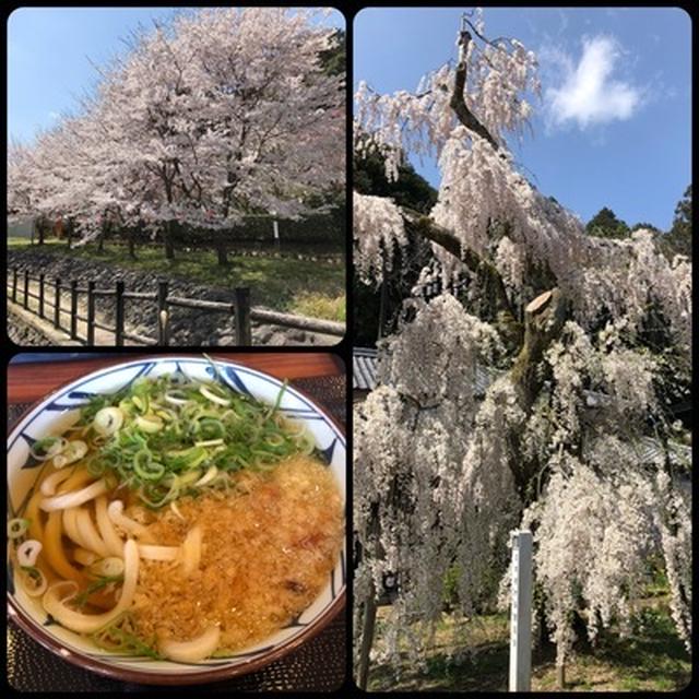 奈良県室生の大野寺まで桜見物に