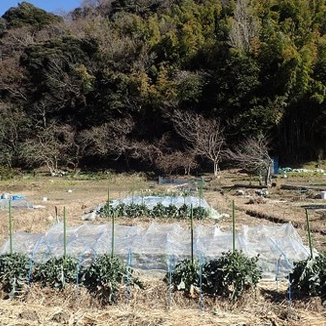 葉山農園（2月初旬）☆菊芋＆白菜の収穫