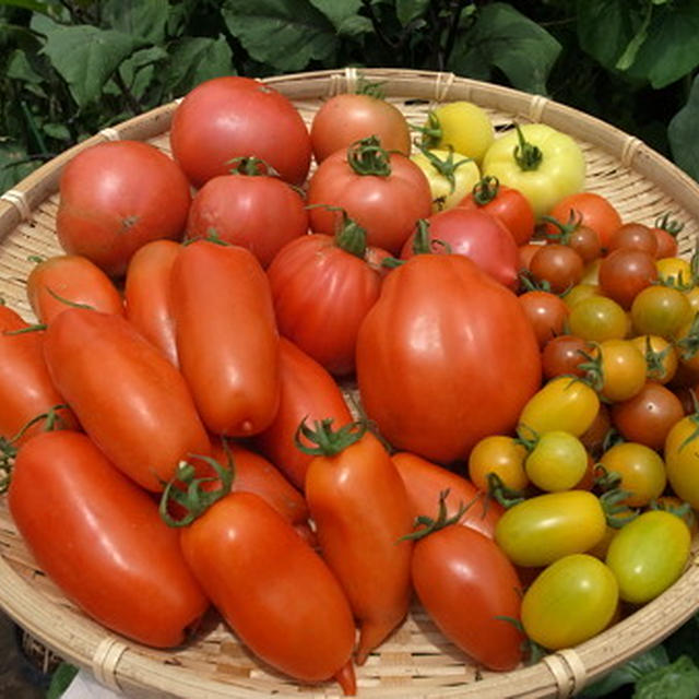 トマト栽培☆自家製ホールトマト作り方と長期保存方法&人気レシピ 
