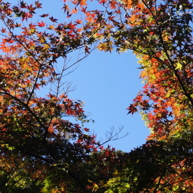 【旧古河庭園の紅葉】