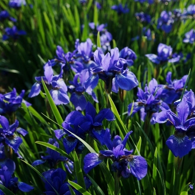 趣味の園芸【Myファームの花達①】４～５月に咲いた主な花達です♪