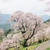 ひょうたん桜