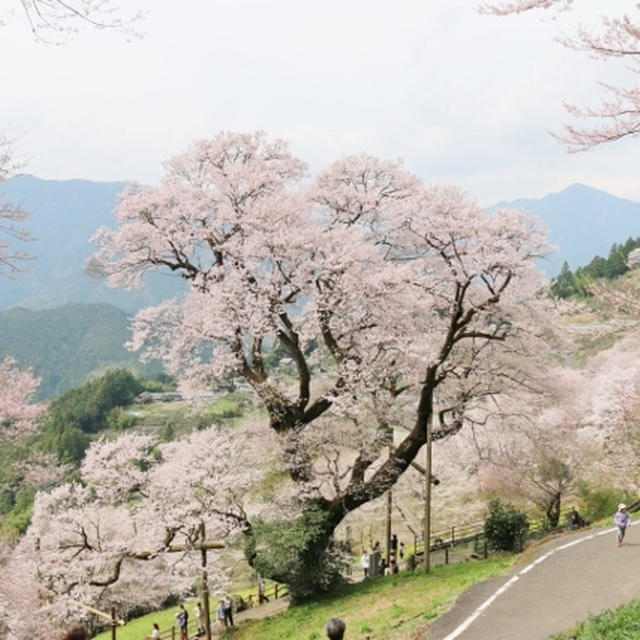 ひょうたん桜