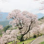 ひょうたん桜
