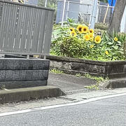 駒沢