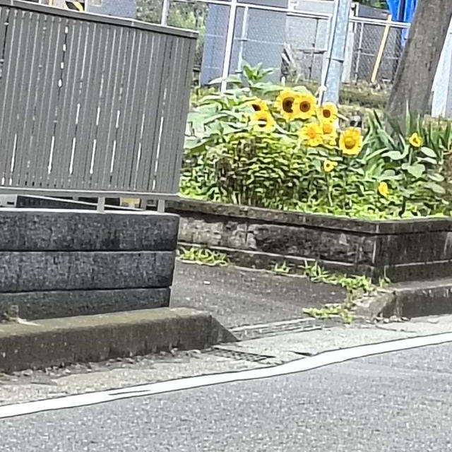 駒沢