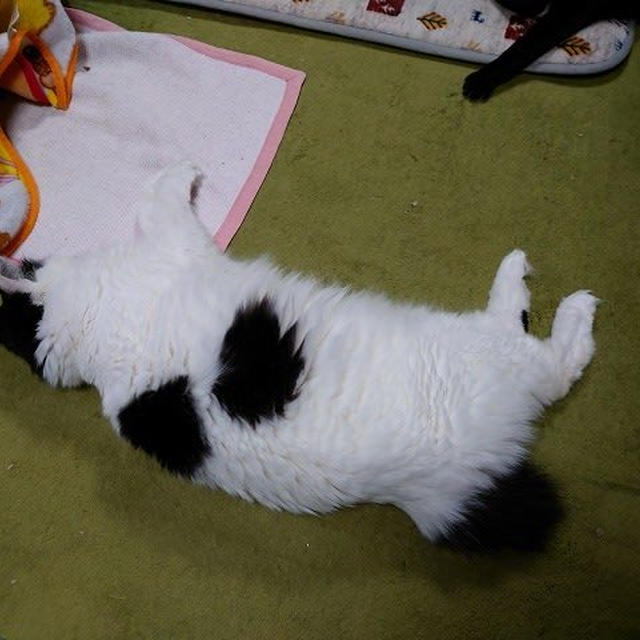 動きのない1日…