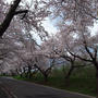 道南の桜