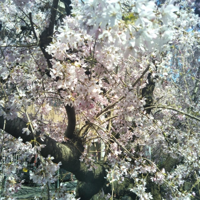 桜が咲き入学式シーズン☆うちに届いたもの