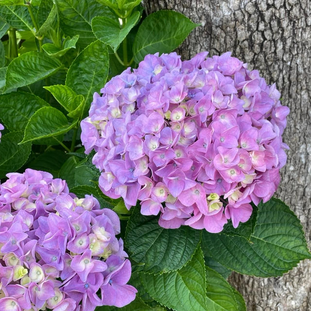 女性に人気のあれ！！こんな食べ方もあるんです♡