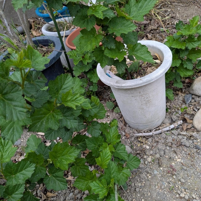 鉢から脱走したラズベリー