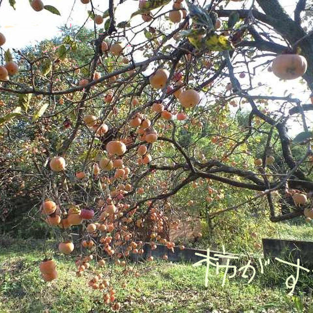 秋だなぁ〜と思う今日このごろ