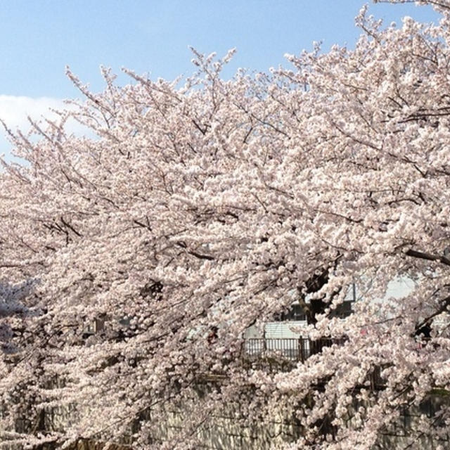 🌸スタートの月、４月…🌸