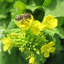 お茶のお稽古へ　　除草シートを畝の間に敷いてみたら・・菜の花がきれいでした