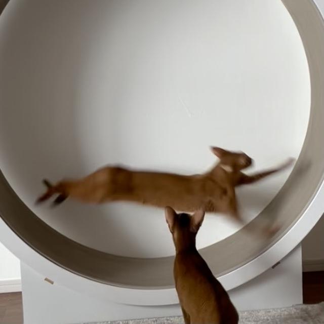 ひめちゃん、驚きの速さ‼︎（動画あり）