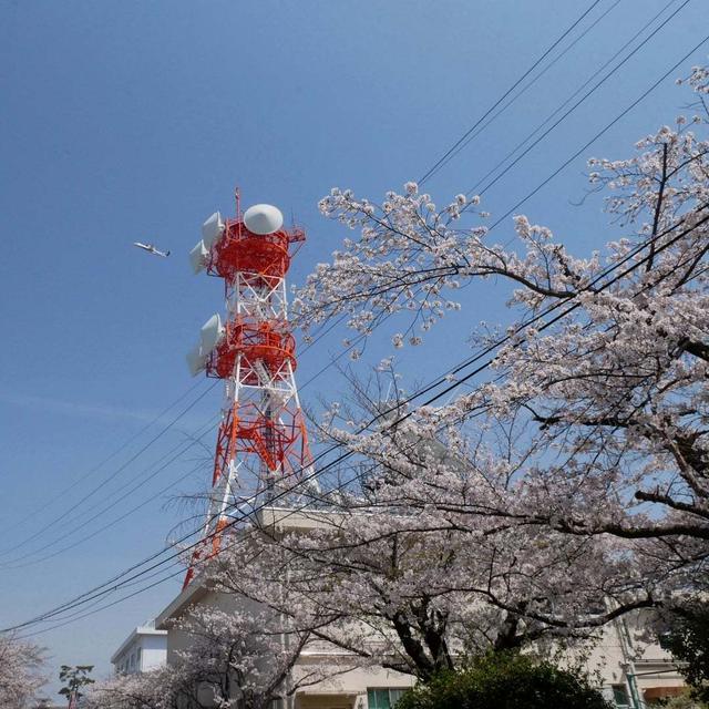 自衛隊桜まつり#最近撮った写真は
