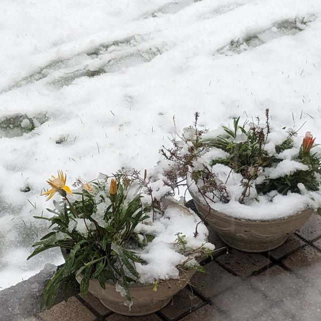 初積雪☆晩ごはん