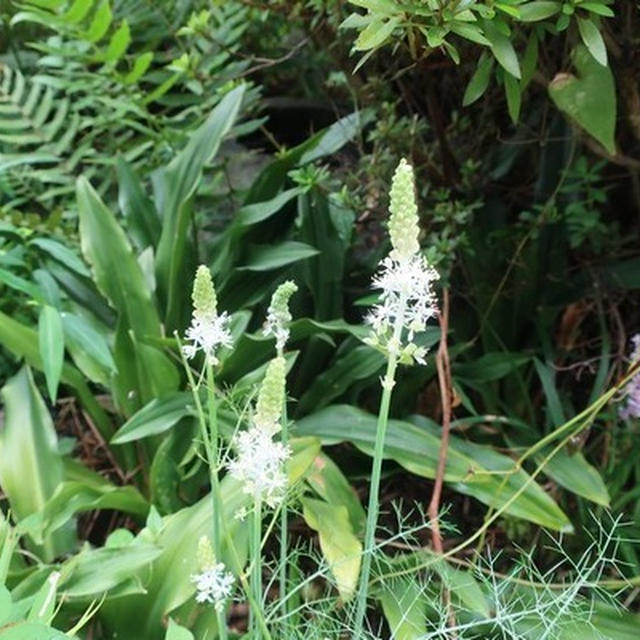 白花ツルボ～