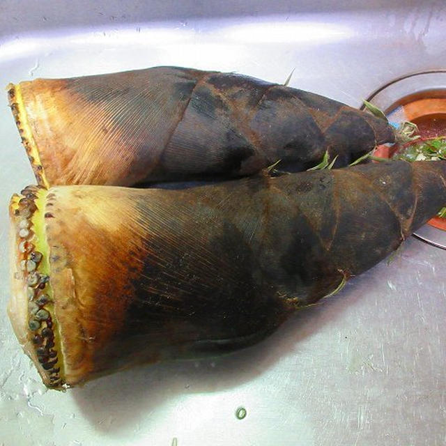 タケノコ