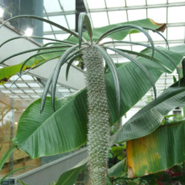 夏のお散歩２　熱帯環境植物館に行きました