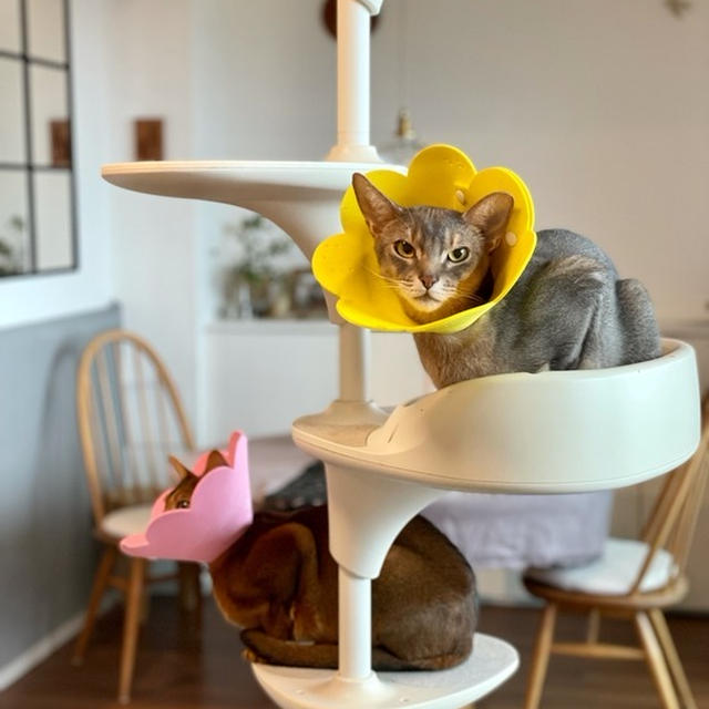 お花が咲いた〜