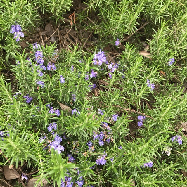 ローズマリーの紫のお花