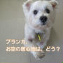 愛犬ブランカ、甦る