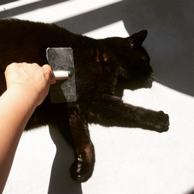 ある日の猫