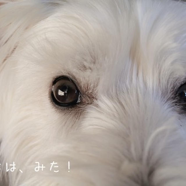 【チワワ&ウエスティ】飼い主のダイエットに協力する飼い犬