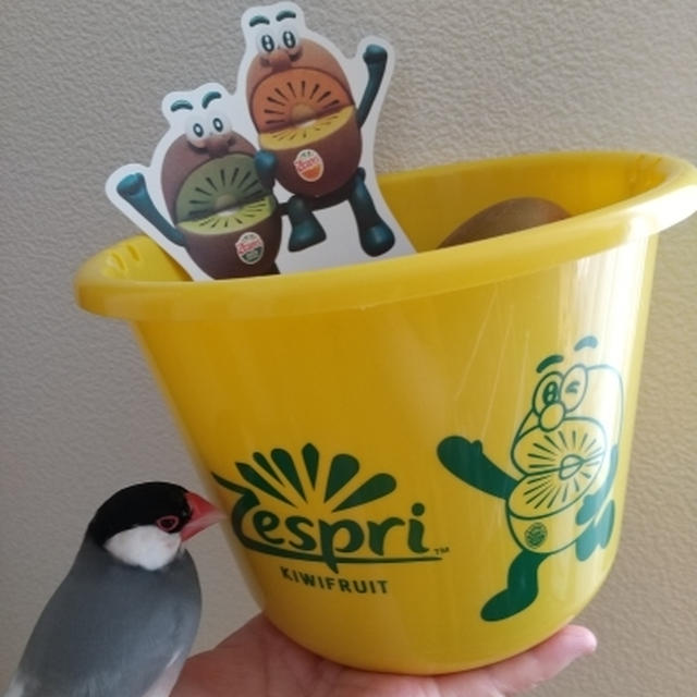 ゼスプリゴールドバケツを買いました